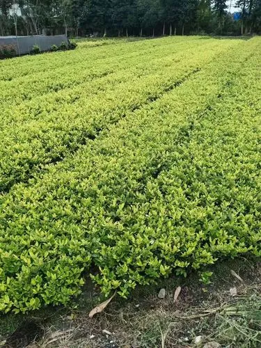 武汉小区绿化工程预算